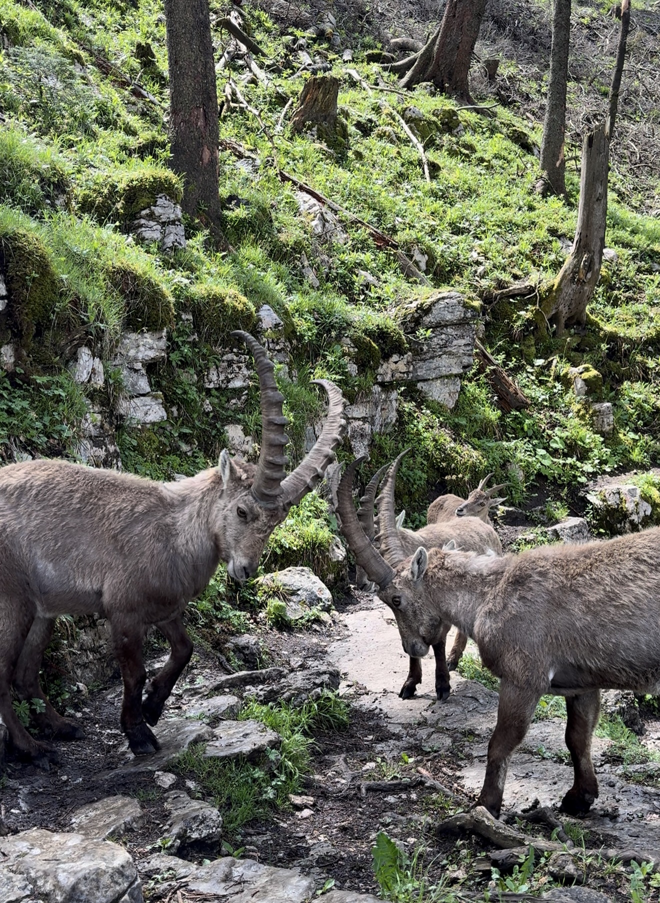 Fauna y paisaje del Jura