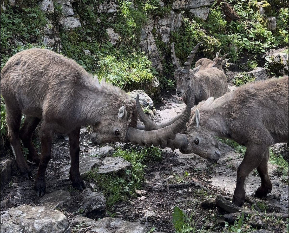 Dos íbices frente a frente con los cuernos cruzados, en un sendero de piedra del Creux du Van